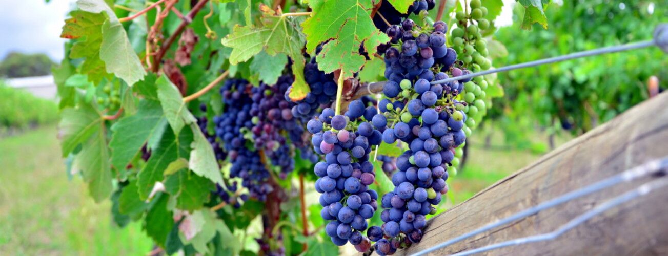 10-Day Wine and Gourmet Experience Trip South Africa