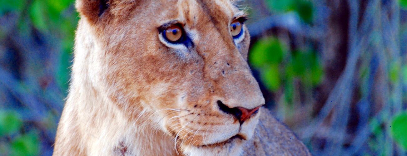 Portrait of a lioness