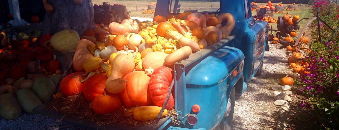 Pumpkins piled on the back of a blue pickup truck