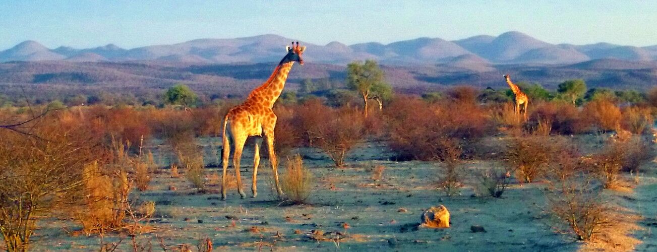 Giraffe in a dry landscape with mountains behind