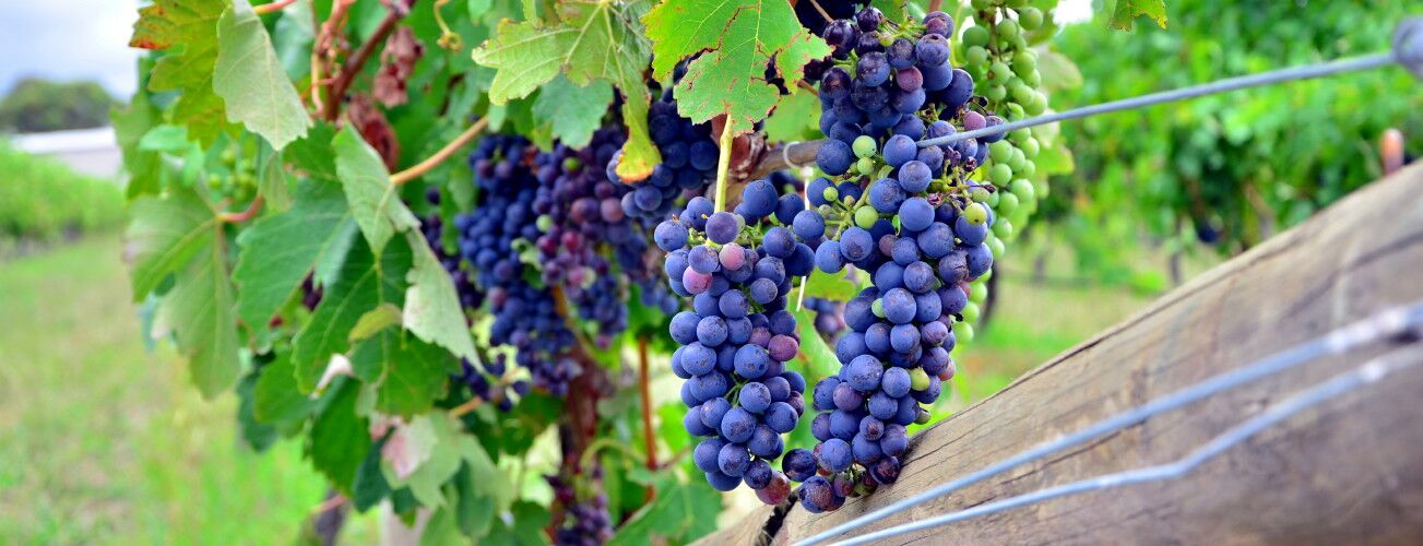 Blue grapes on the vine
