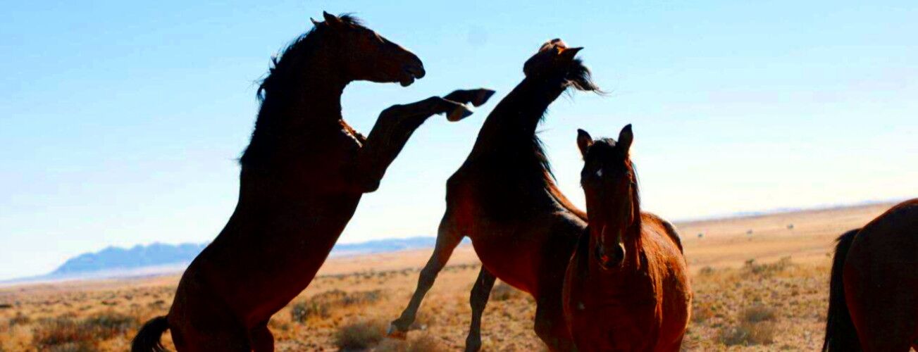 Wild horses in the desert, two rearing up