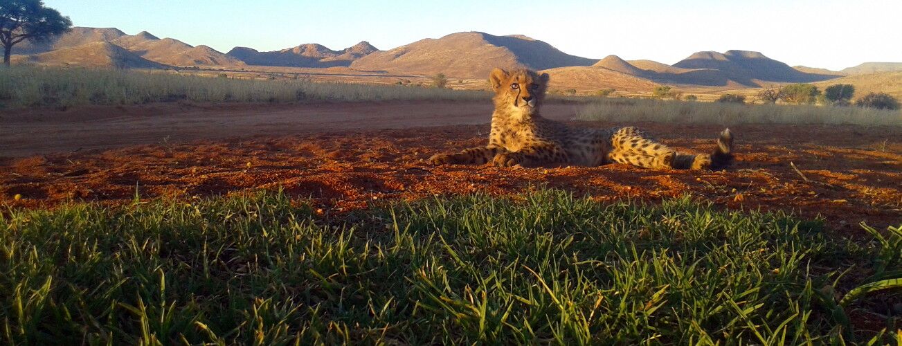 Young cheetah resting in the evening light on red earth
