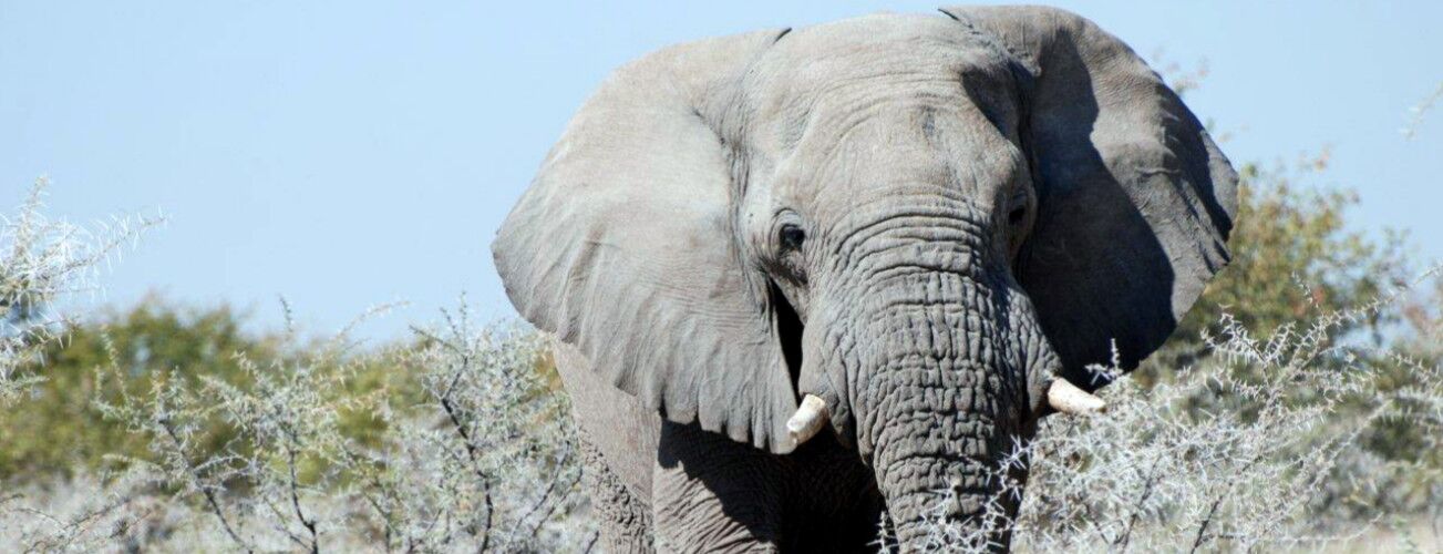 Elephant in the bush