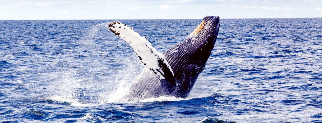 Humpback whale with a raised flipper in the sea