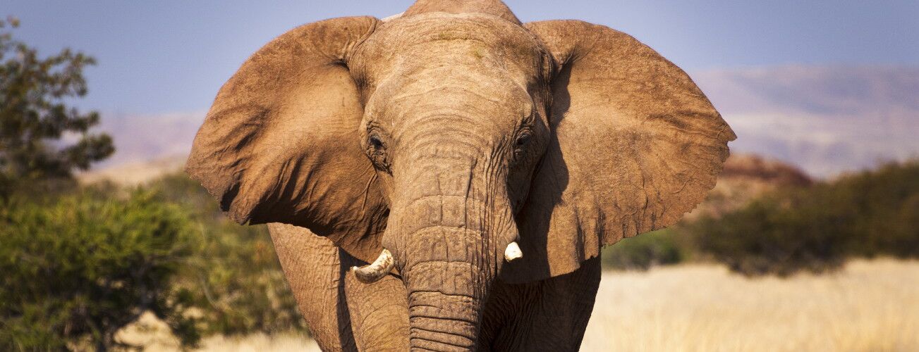 Portrait of an elephant