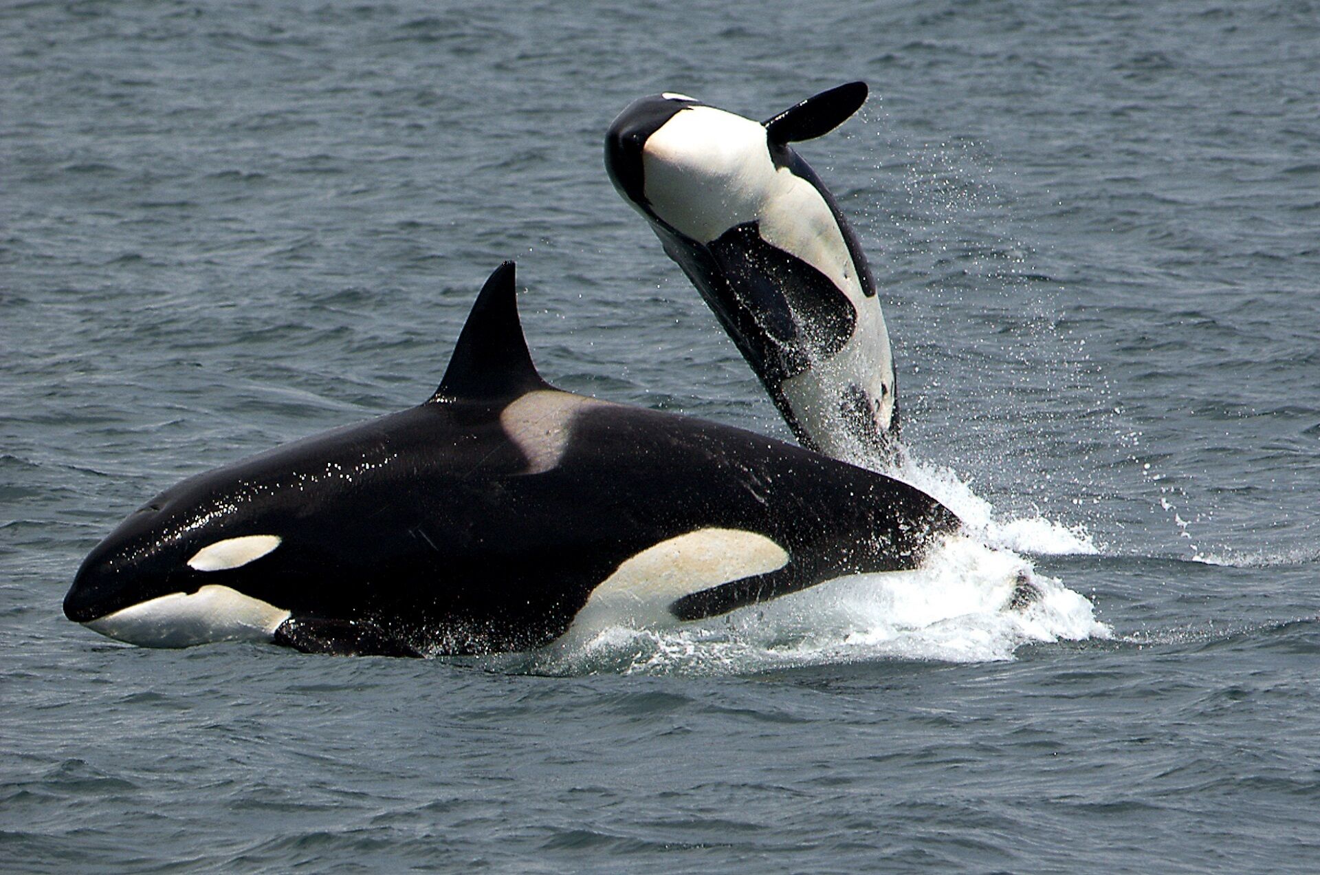 Exclusive 6-Day Garden Route and Whale-Watching Tour with Safari (July – November)