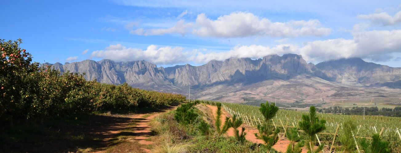 Vineyards in front of a mountain range