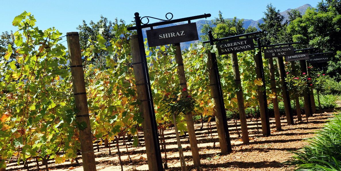 Exclusive Day Tour to the Franschhoek and Stellenbosch Wine Regions