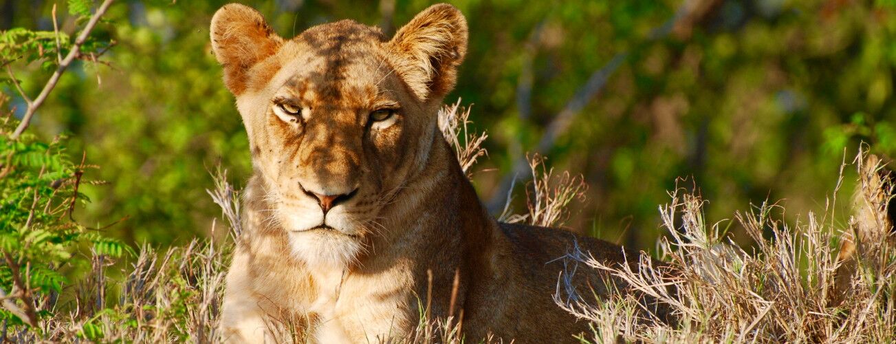 Lioness resting in the grass