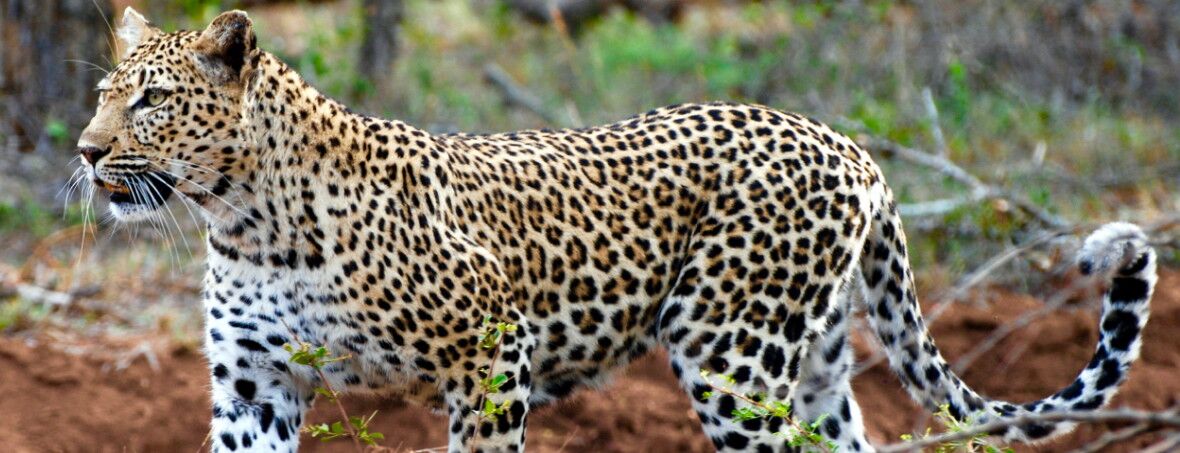 20-Day Tour: Kruger Park, Cape Town, Karoo and Garden Route with Safari