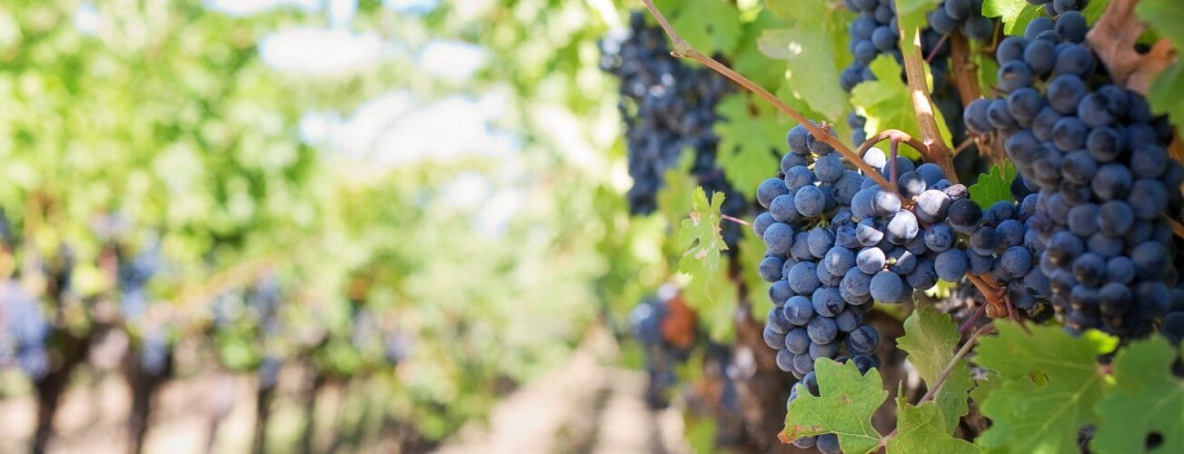 Dark grapes on the vine